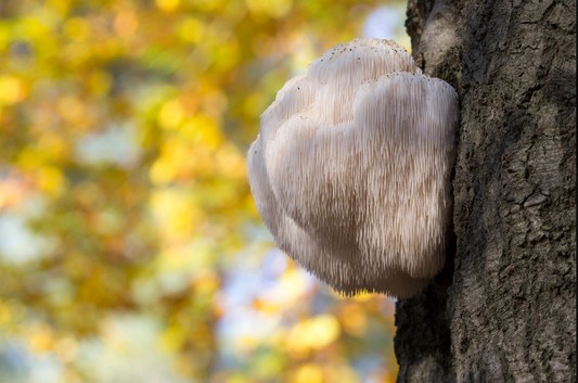 4 Benefits of Lion’s Mane Mushroom as Part of Your Diet