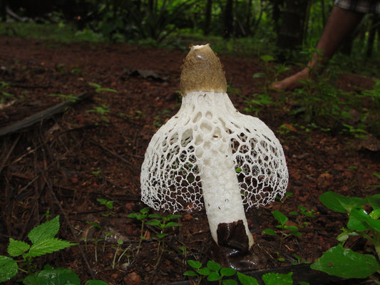 The Legend of the Hawaii Orgasm-Inducing Mushroom