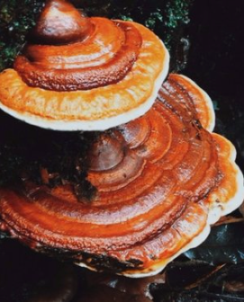 How To Use Reishi Mushroom