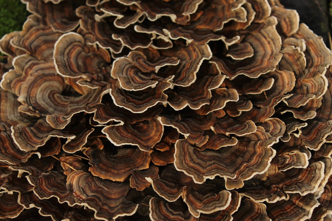 Incredible Effects of Turkey Tail Mushroom to Your Health