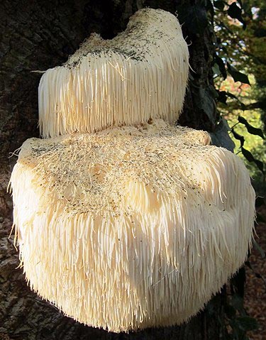 Buy Lion's Mane Mushroom Products Online | Malama Mushrooms – Mālama ...